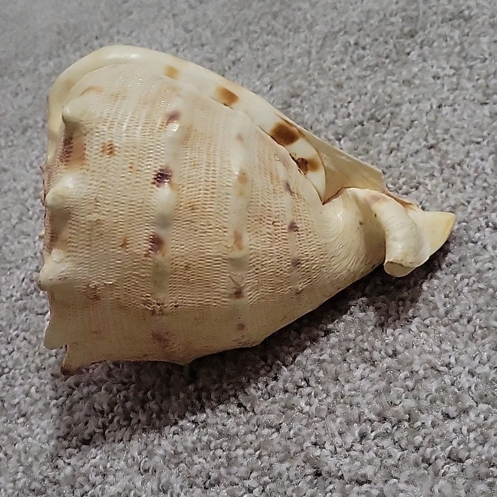 Queen Conch shell - Picture 3 of 8